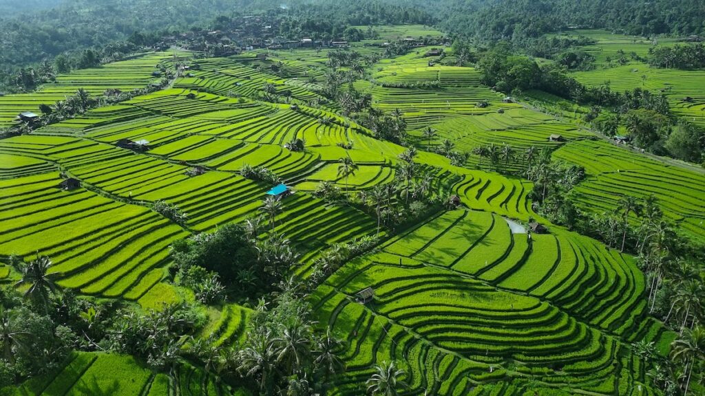 le risaie di jatiluwih, patrimonio dell'Unesco