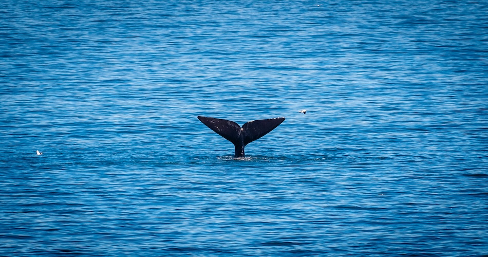 hermanus Coda di una balena australe ad Hermanus