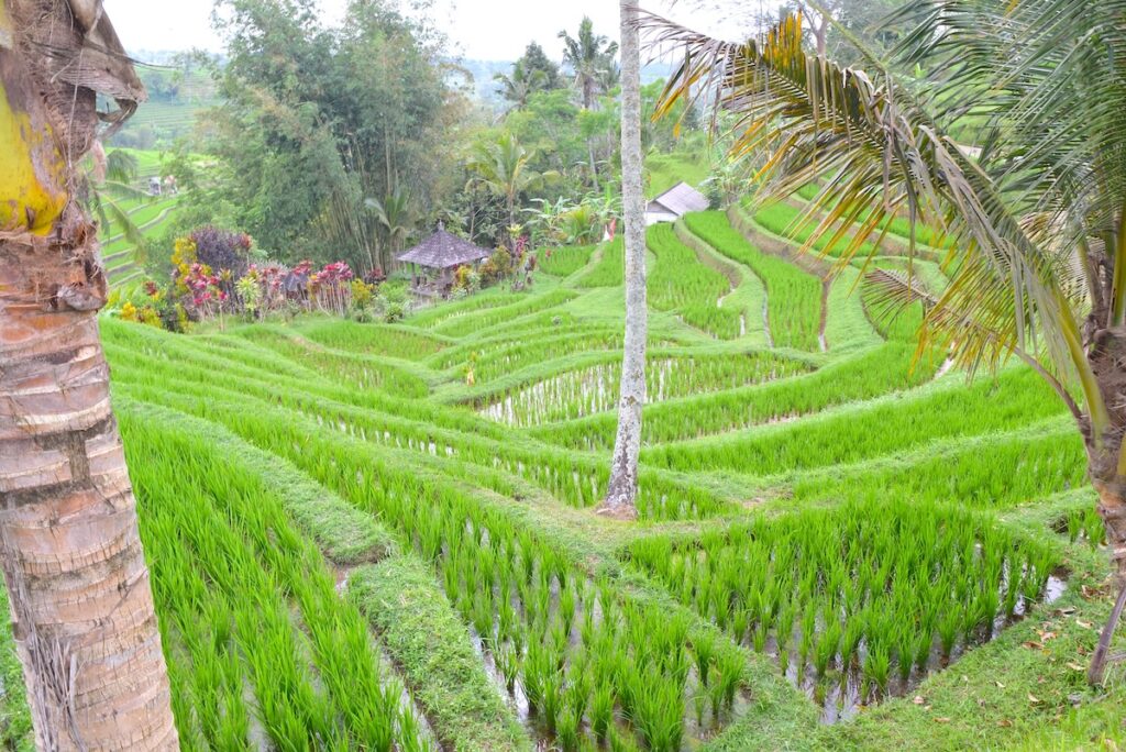 Le verdi risaie terrazzate di Jatiluwih