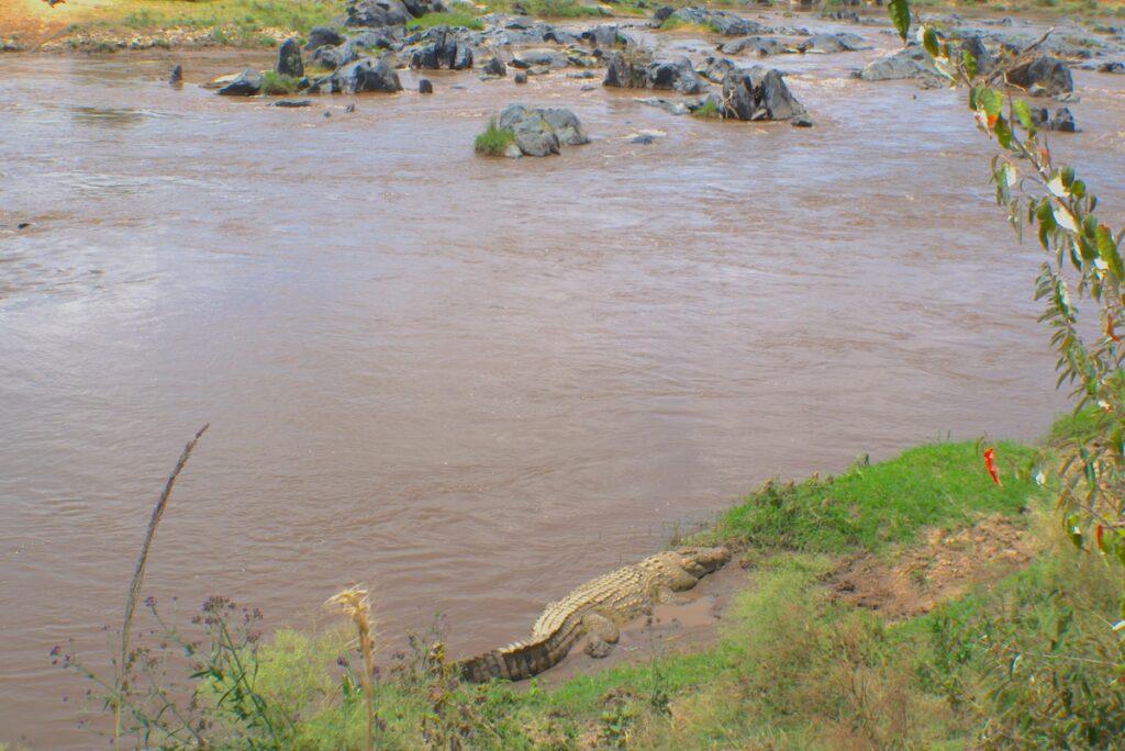 masai-mara-coccodrillo Coccodrillo che si riposa sul ciglio del fiume