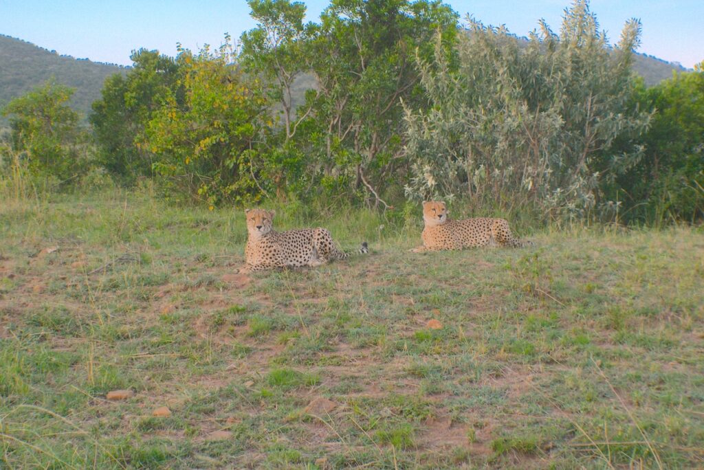 masai-mara-ghepardi Coppia di ghepardi incuriositi dalla nostra presenza