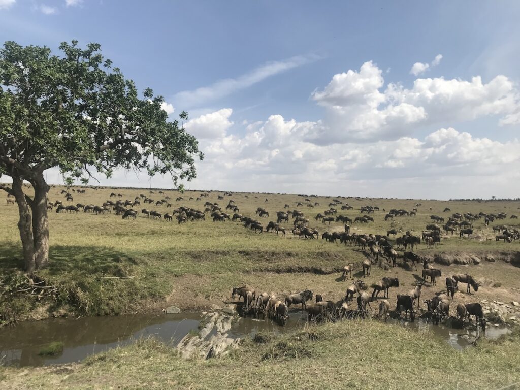 masai-mara-gnu La Grande Migrazione degli gnu
