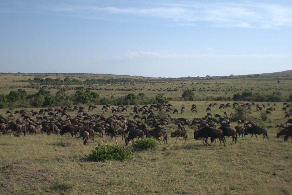masai-mara-migliaia-gnu Migliaia di gnu durante la Grande Migrazione