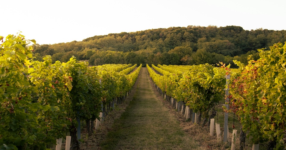 winelands Le winelands di Stellenbosch