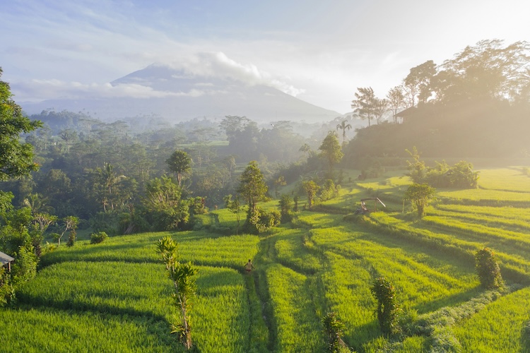 la natura rigogliosa di Bali