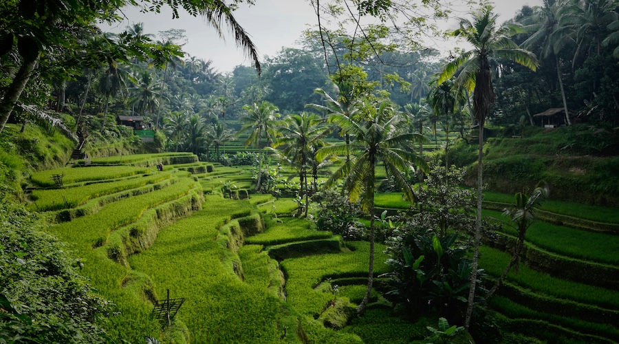 Risaie terrazzate di Jatiluwih