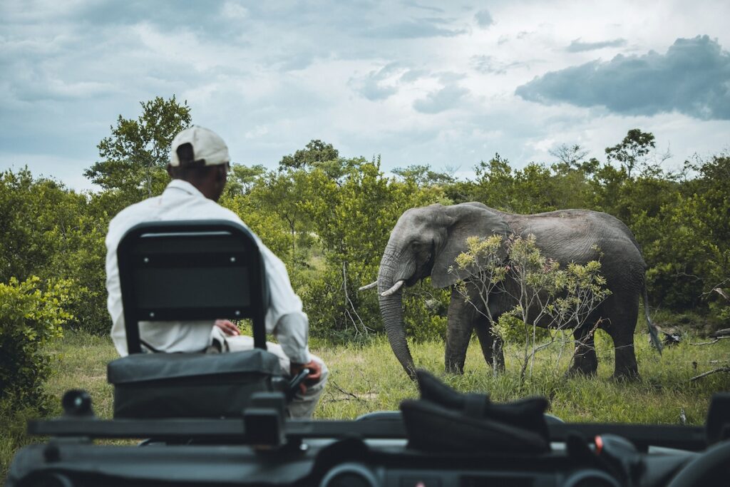 Elefante nella savana africana