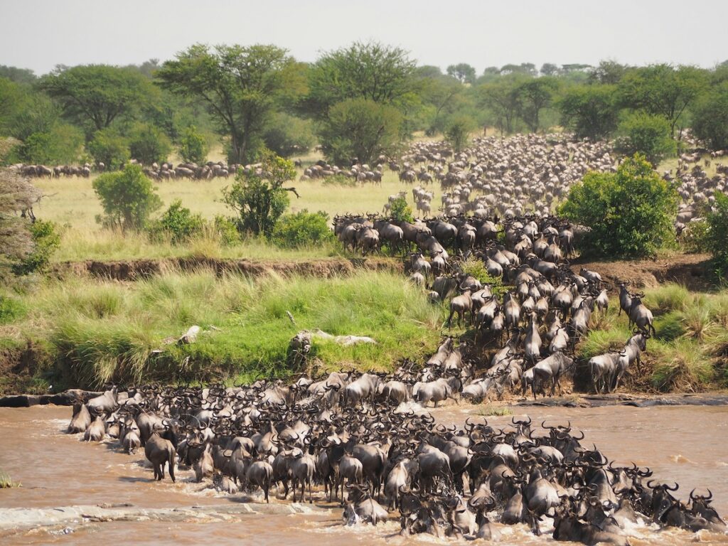 La grande migrazione degli gnu in Africa