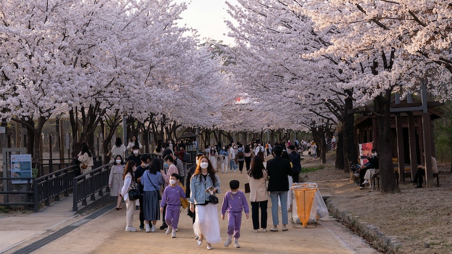 hanami-giappone fioritura dei ciliegi in giappone