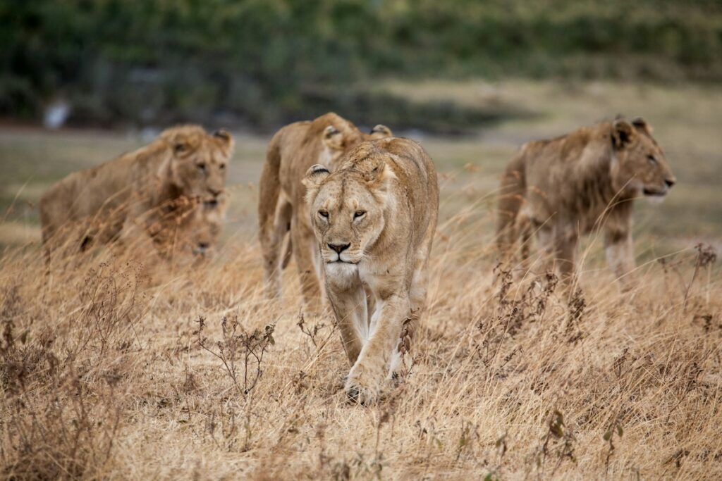 Leone nella savana africana