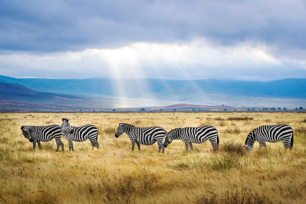 Zebre nella savana africana